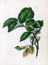 Antique Tree Print, circa 1860s